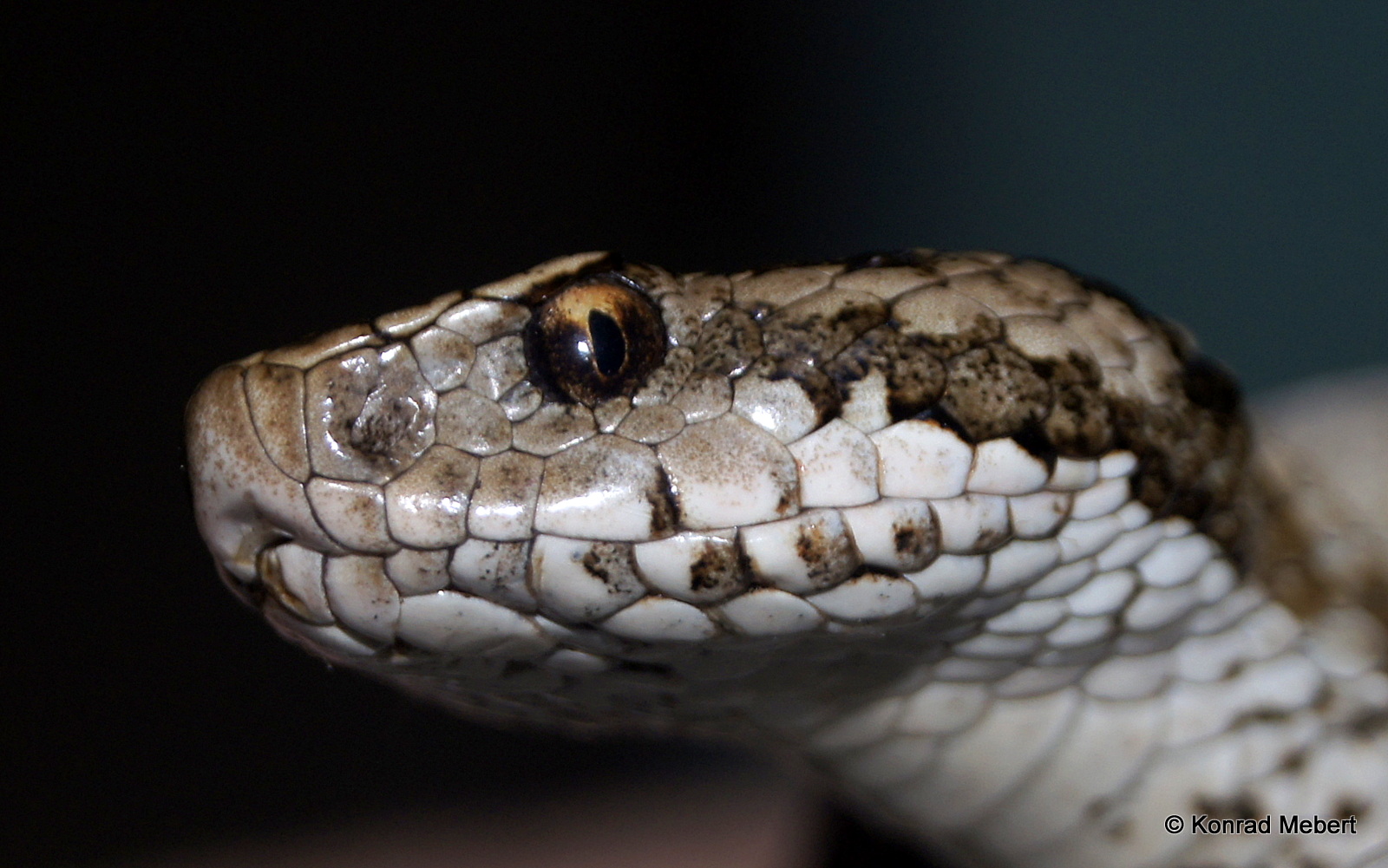 Eastern Darevsky's Viper (Vipera d. darevskii) (3)